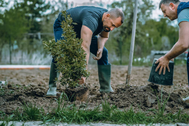  Williams, CA Tree Services Pros